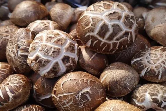 龍崗蔬菜配送公司淺談常吃香菇有哪些好處