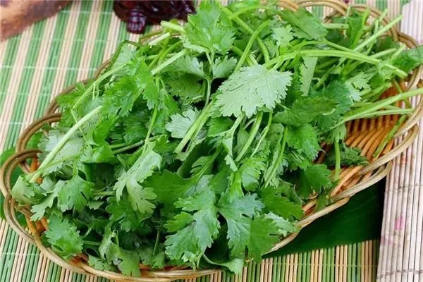 龍崗蔬菜配送告訴你香菜怎么保存新鮮不爛?