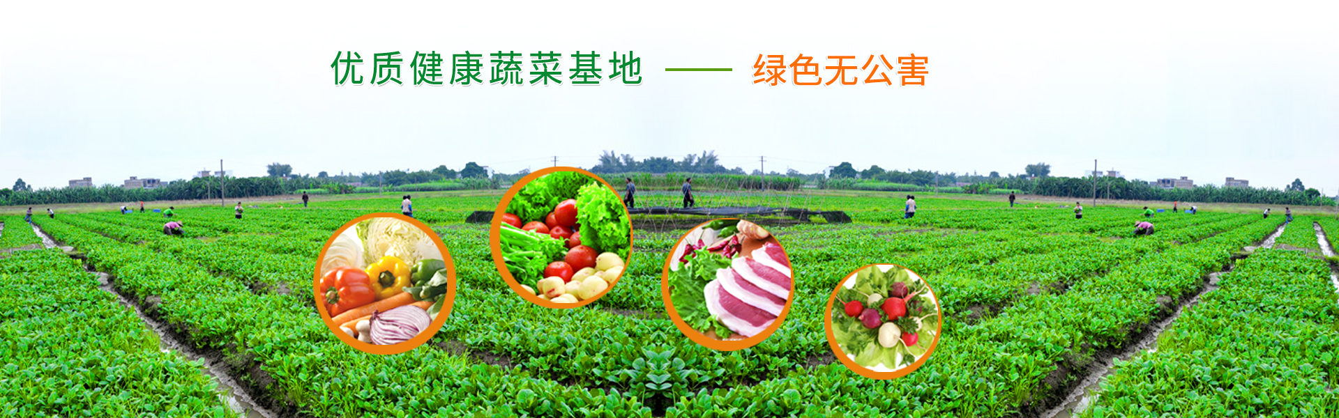 優(yōu)質(zhì)健康的蔬菜基地綠色無(wú)公害-坪山蔬菜配送,坪山食材配送